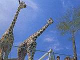 高坂 こども自然動物公園