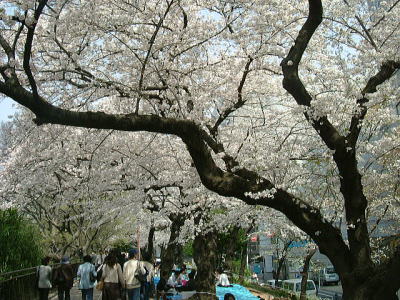 四ツ谷 外濠公園